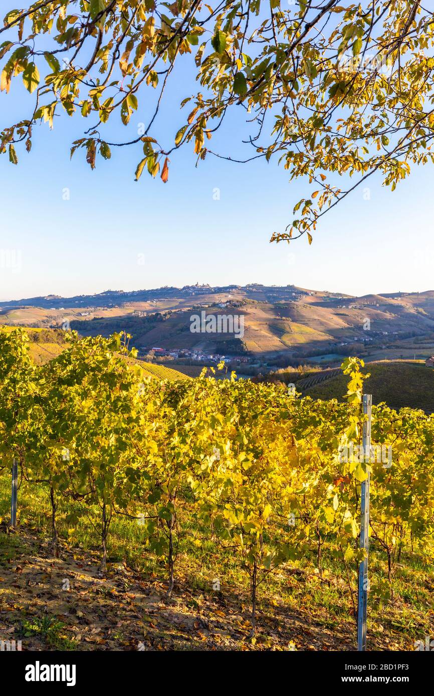 Vigneto del Barolo in autunno, Serralunga d'Alba, Langhe, Piemonte, Italia, Europa Foto Stock