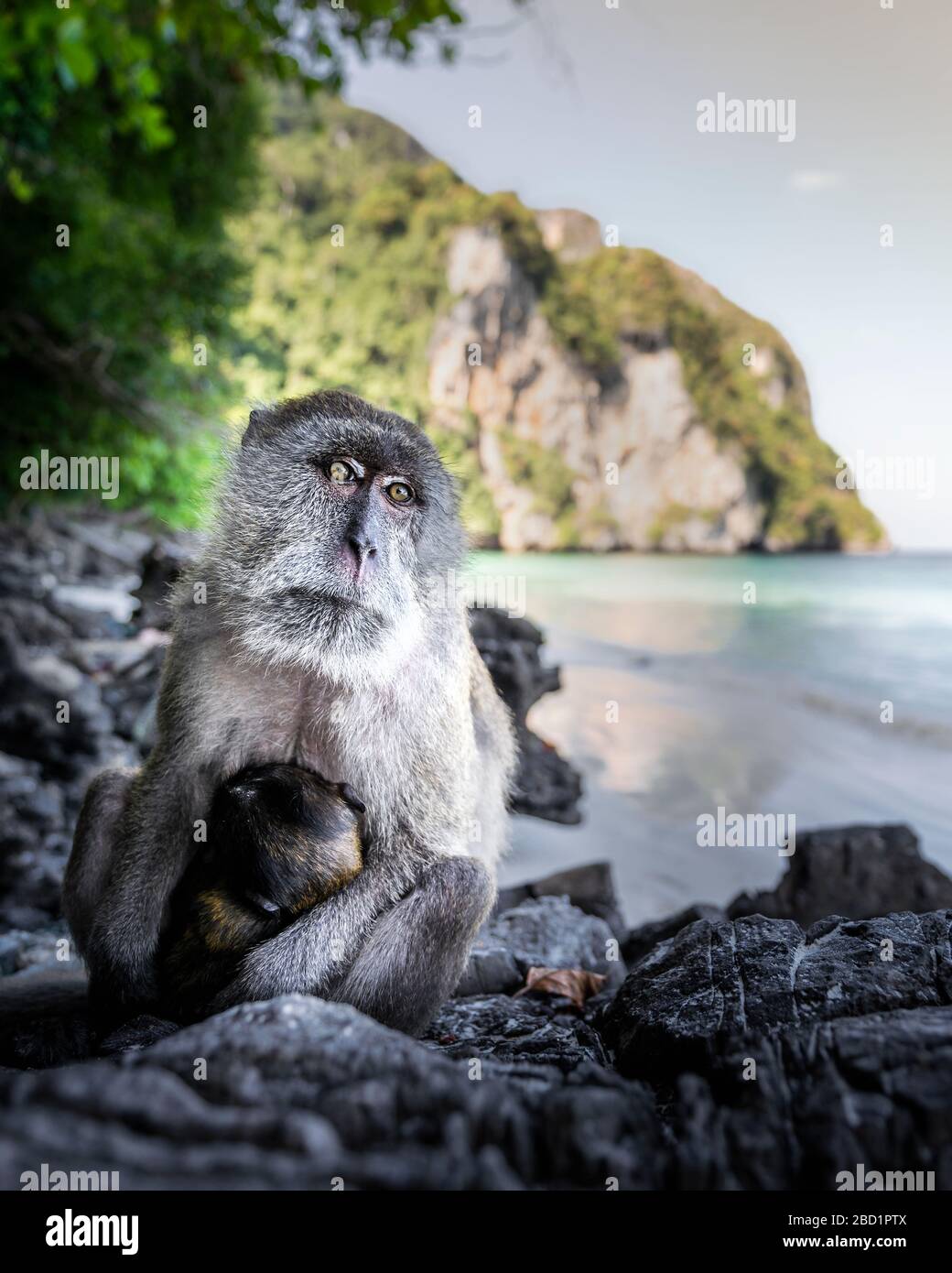 Scimmia sulla spiaggia di Yong Kasem, conosciuta come Monkey Beach, Phi Phi Don Island, Thailandia, Asia sudorientale Foto Stock