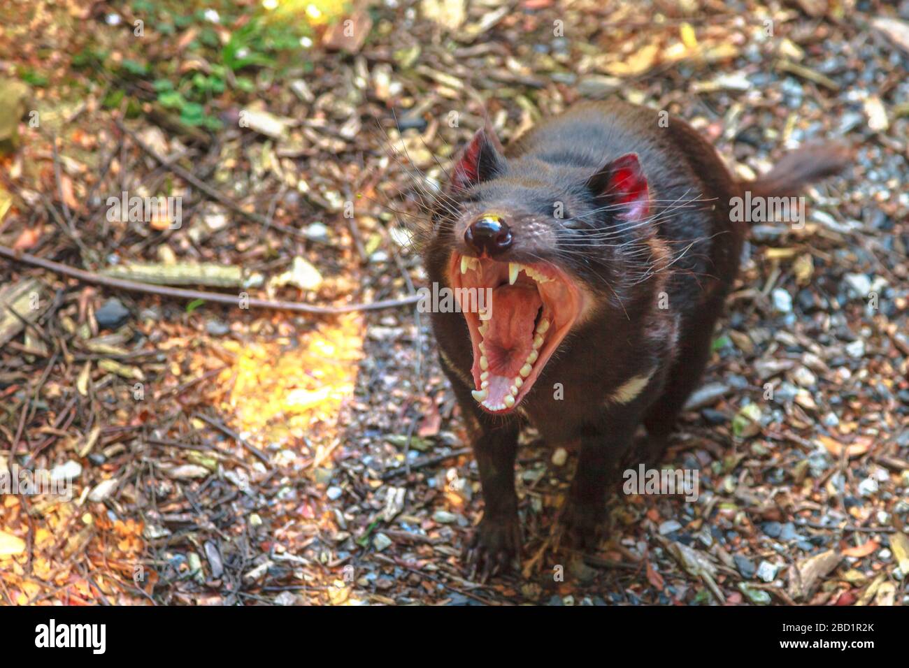 Lo stridente grido del diavolo della Tasmania (Sarcophilus harrisii), icona della Tasmania nel Santuario della fauna selvatica di Trowunna, Tasmania, Australia, Pacifico Foto Stock