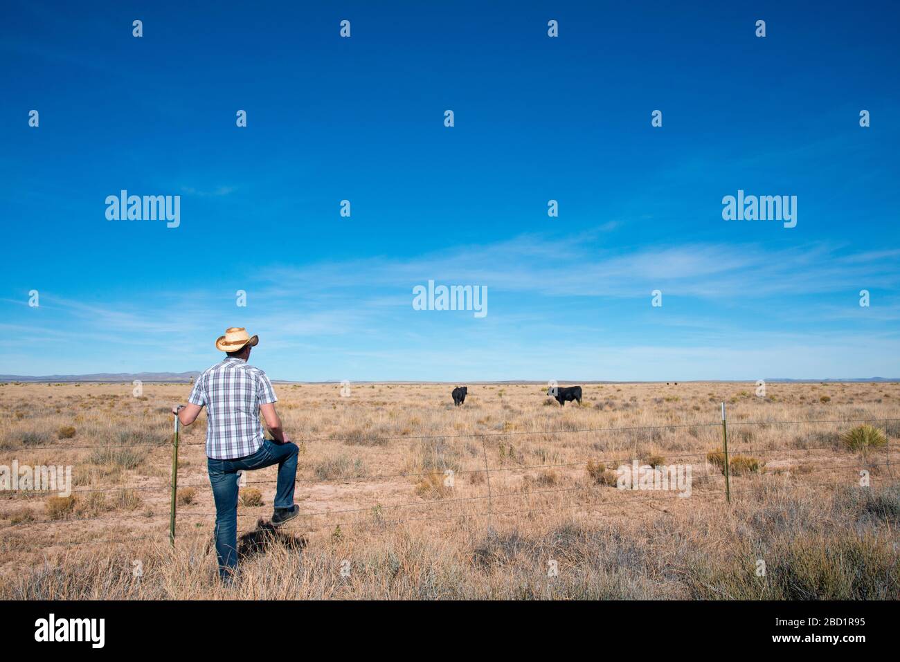 Un uomo osserva le mucche che che vagano sul ranchland nel New Mexico meridionale, Stati Uniti d'America, America del Nord Foto Stock