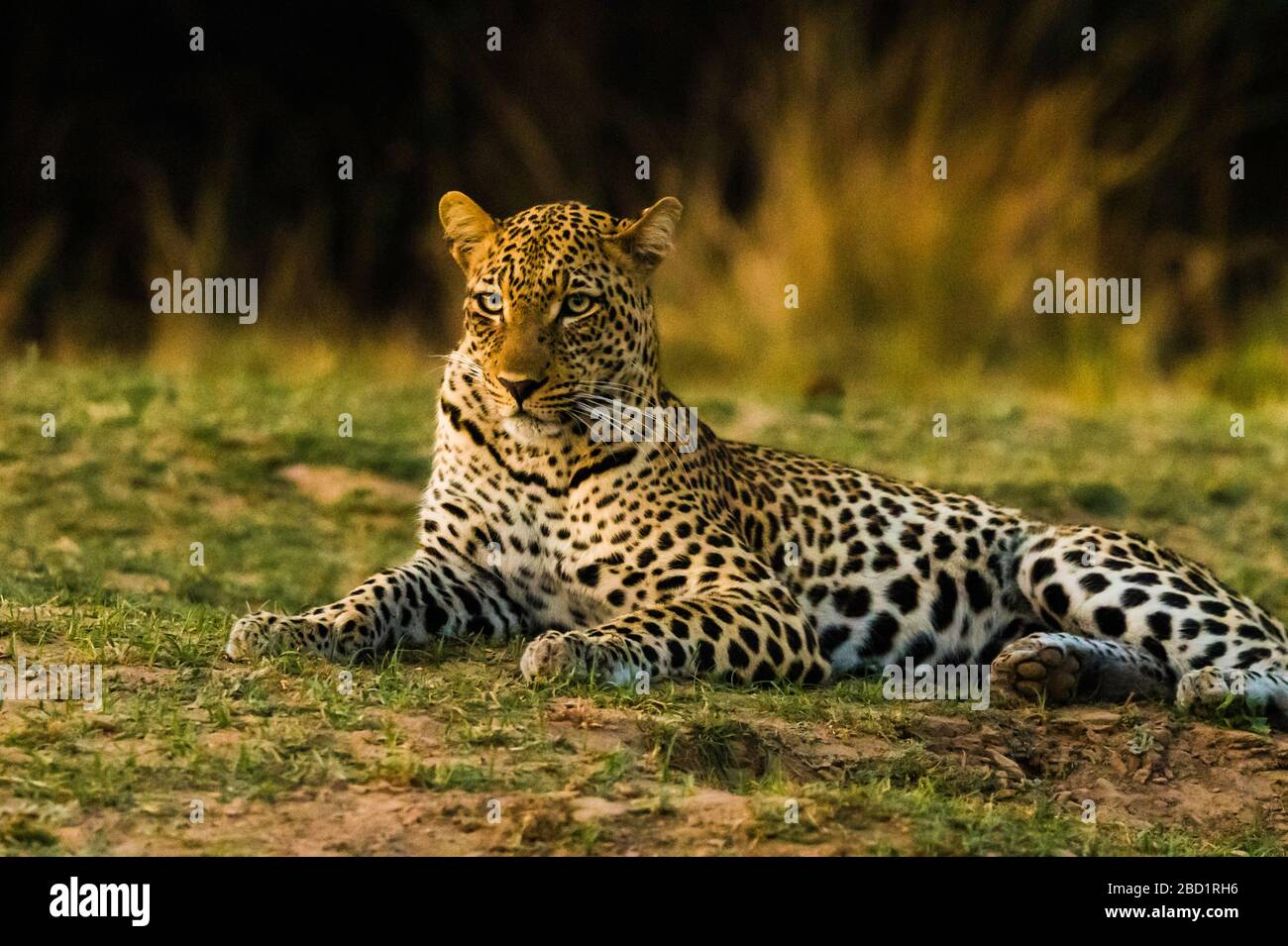 Il leopardo mimetato riposa in un'area d'erba mentre si trasforma nel crepuscolo, South Luangwa National Park, Zambia, Africa Foto Stock
