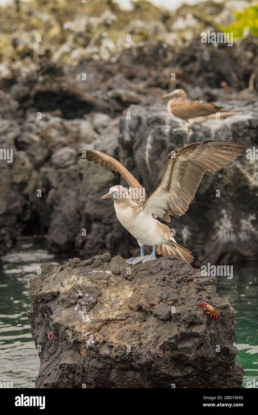 Blue Foed Booby spalmare le sue ali sulle rocce con il granchio Fiddler, Isabela Island, Galapagos, Ecuador, Sud America Foto Stock
