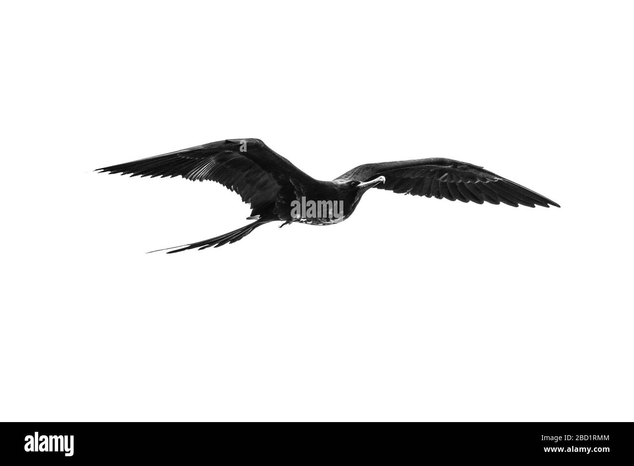 Uccello fregata rosso-belled in volo, Isabela Island, Galapagos, Ecuador, Sud America Foto Stock