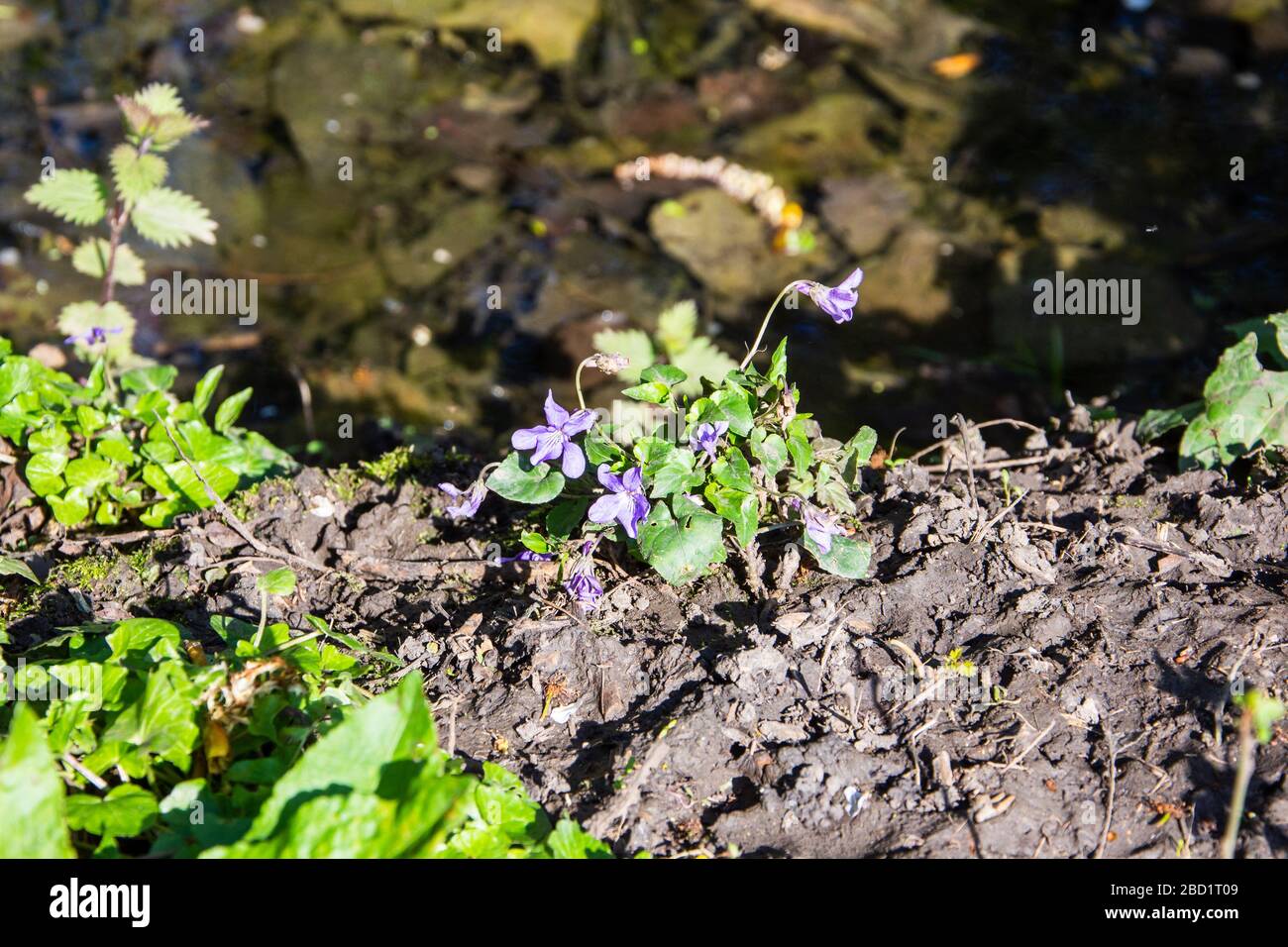 Un piccolo cane di legno Violet, viola cane precoce, Viola rivenbachiana, che cresce accanto ad acqua stagnante in un fossato di trabocco Foto Stock