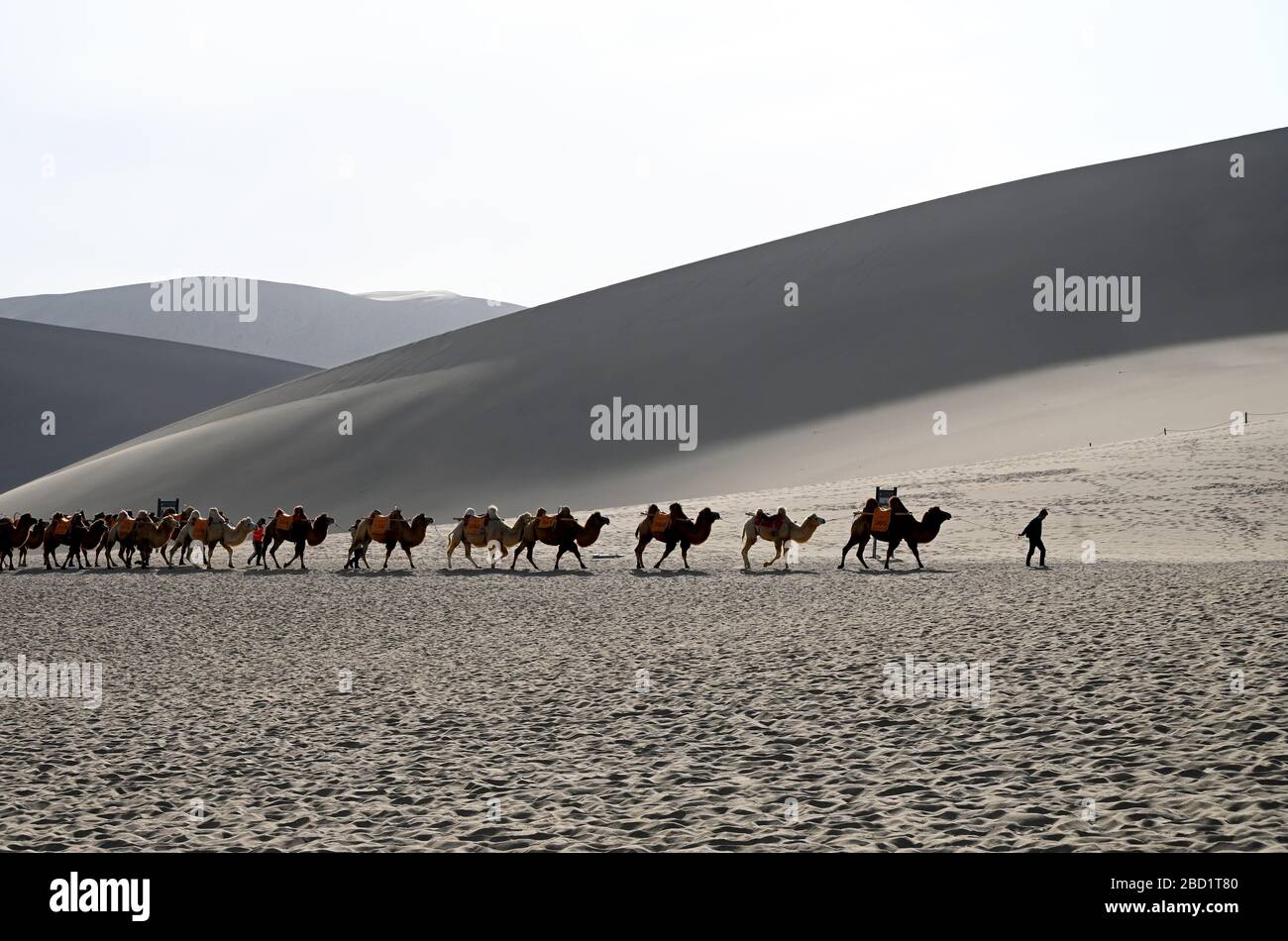 I cammelli vengono condotti indietro attraverso le dune di sabbia di canto, Dunhuang, provincia di Gansu nord-occidentale, Cina, Asia Foto Stock