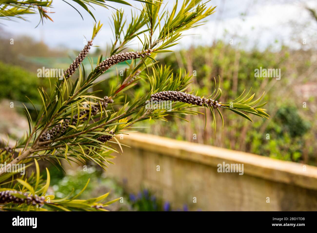I rami e le capsule di semi di una pianta Callistemon di bottlebrush su uno sfondo sfocato Foto Stock