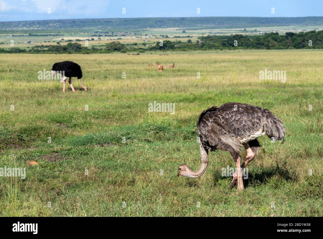 Struzzo comune (Struthio camelus). Struzzo femminile con un maschio sullo sfondo, Masai Mara National Reserve, Kenya, Africa orientale Foto Stock