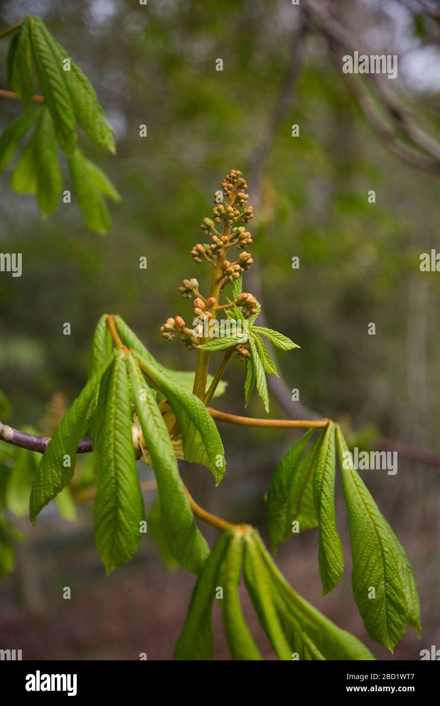 Albero di castagno di cavallo che inizia a fiorire in primavera, Aesculus ippocastanum , albero di conker che sboccia Foto Stock