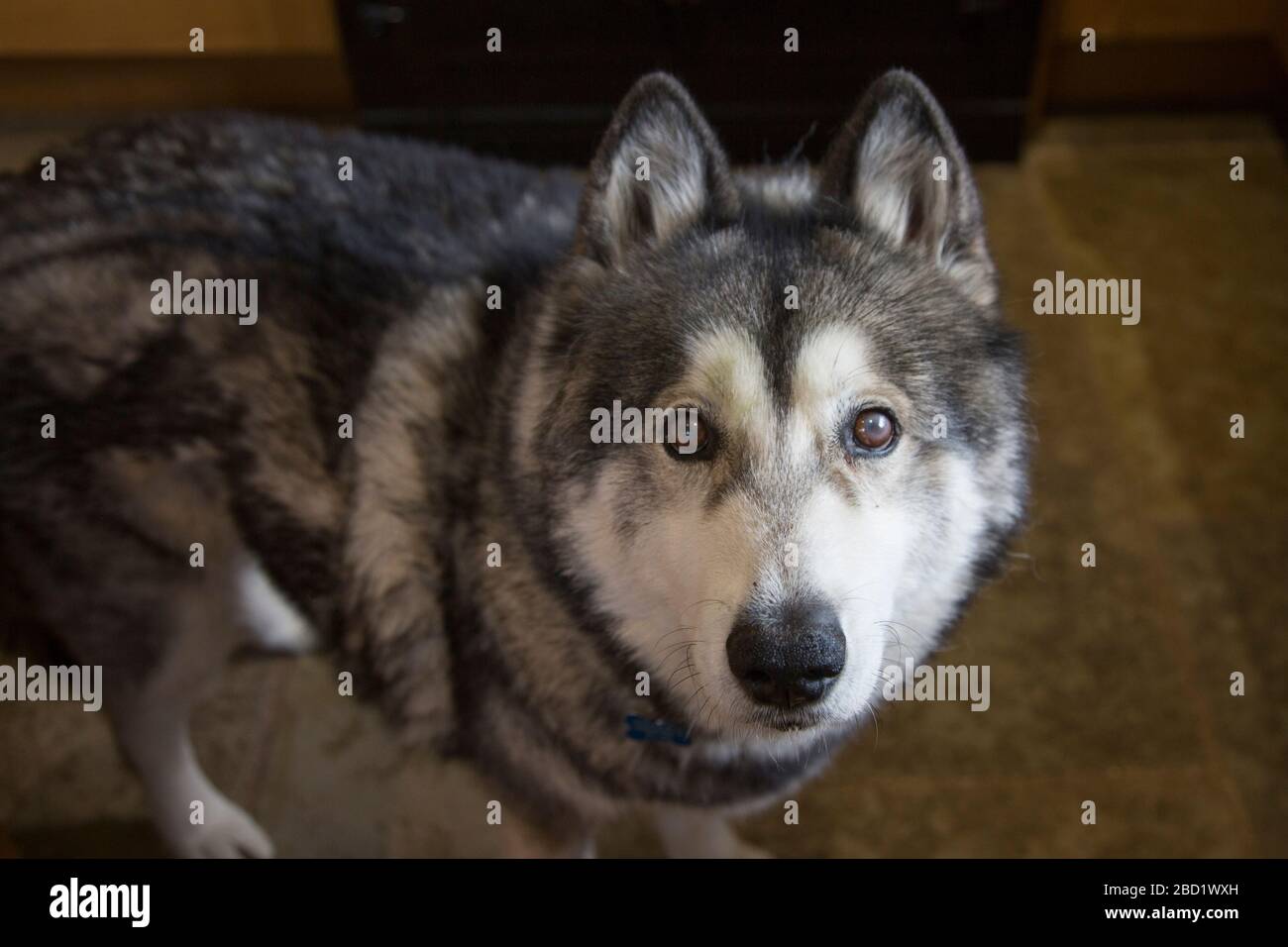 husky croce malamuta guardando direttamente la telecamera Foto Stock
