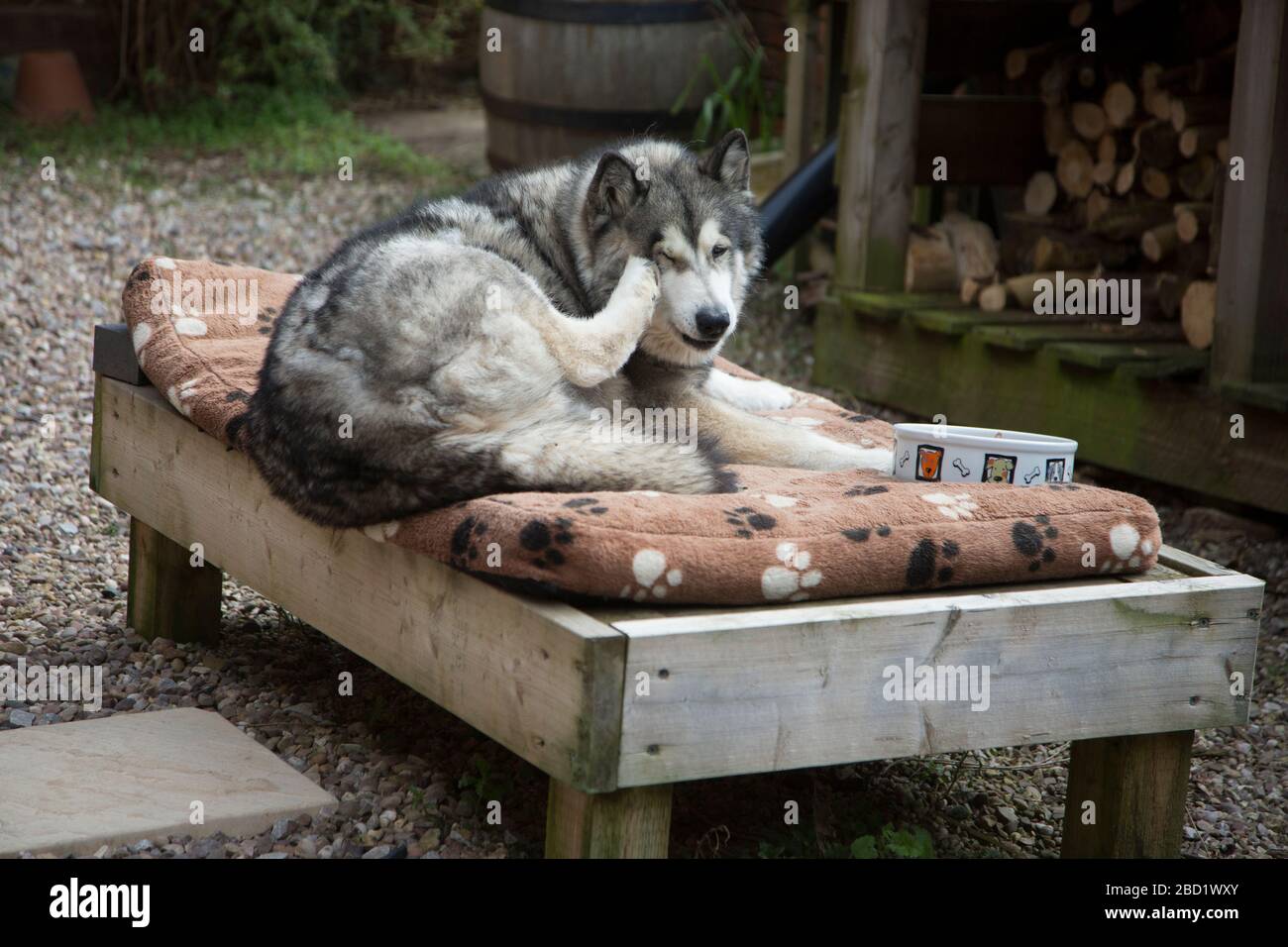 Grande croce di Husky color lupo sul suo letto mangiare il suo cibo fuori al sole Foto Stock