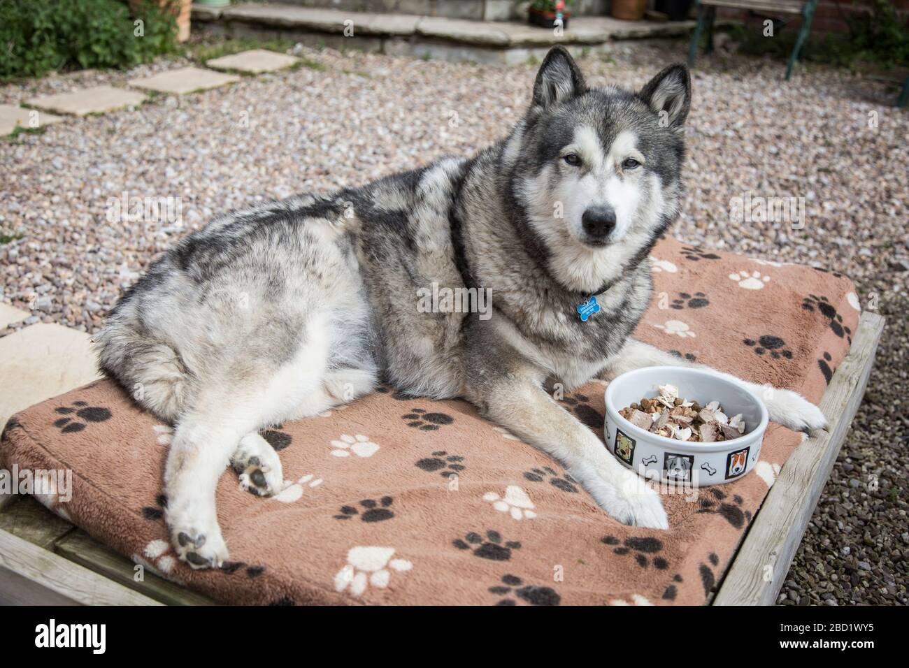 Grande croce di Husky color lupo sul suo letto mangiare il suo cibo fuori al sole Foto Stock