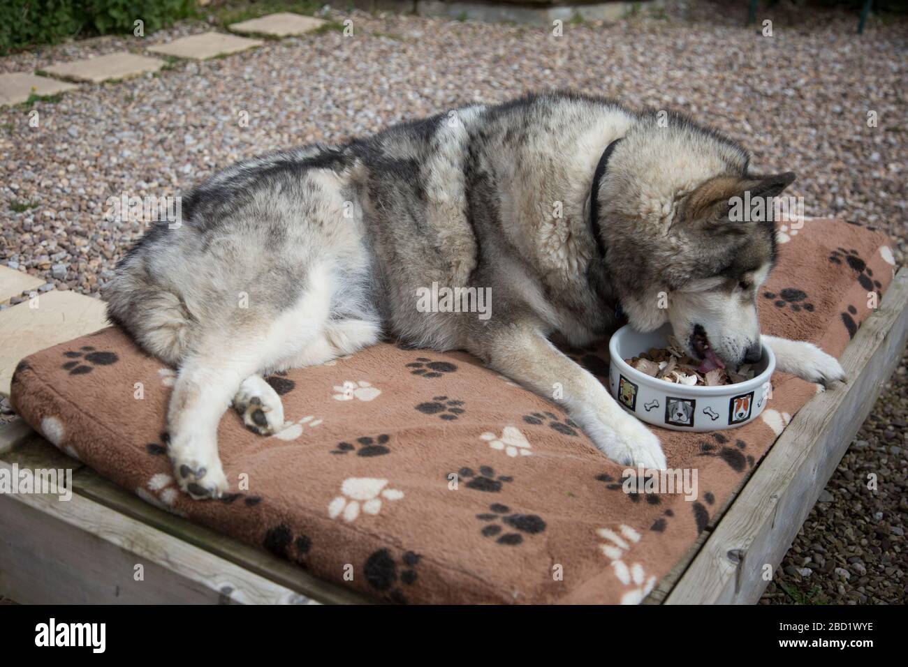 Grande croce di Husky color lupo sul suo letto mangiare il suo cibo fuori al sole Foto Stock