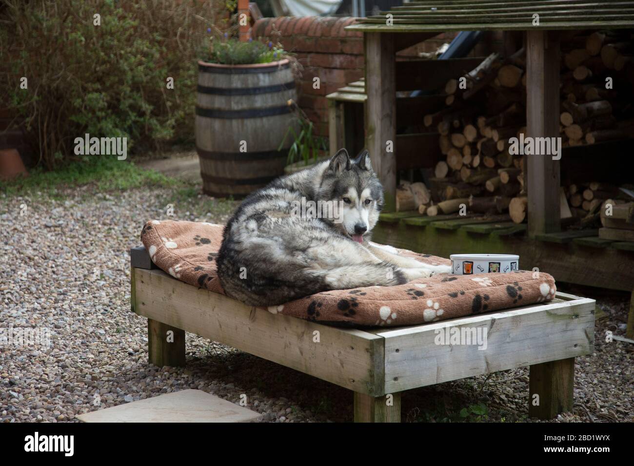 Grande croce di Husky color lupo sul suo letto mangiare il suo cibo fuori al sole Foto Stock