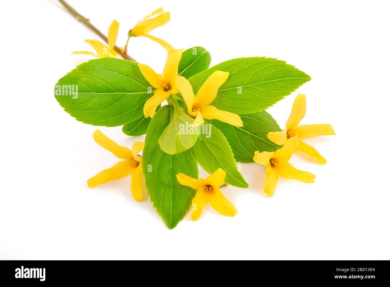Albero di Pasqua (Forsythia) isolato su sfondo bianco Foto Stock
