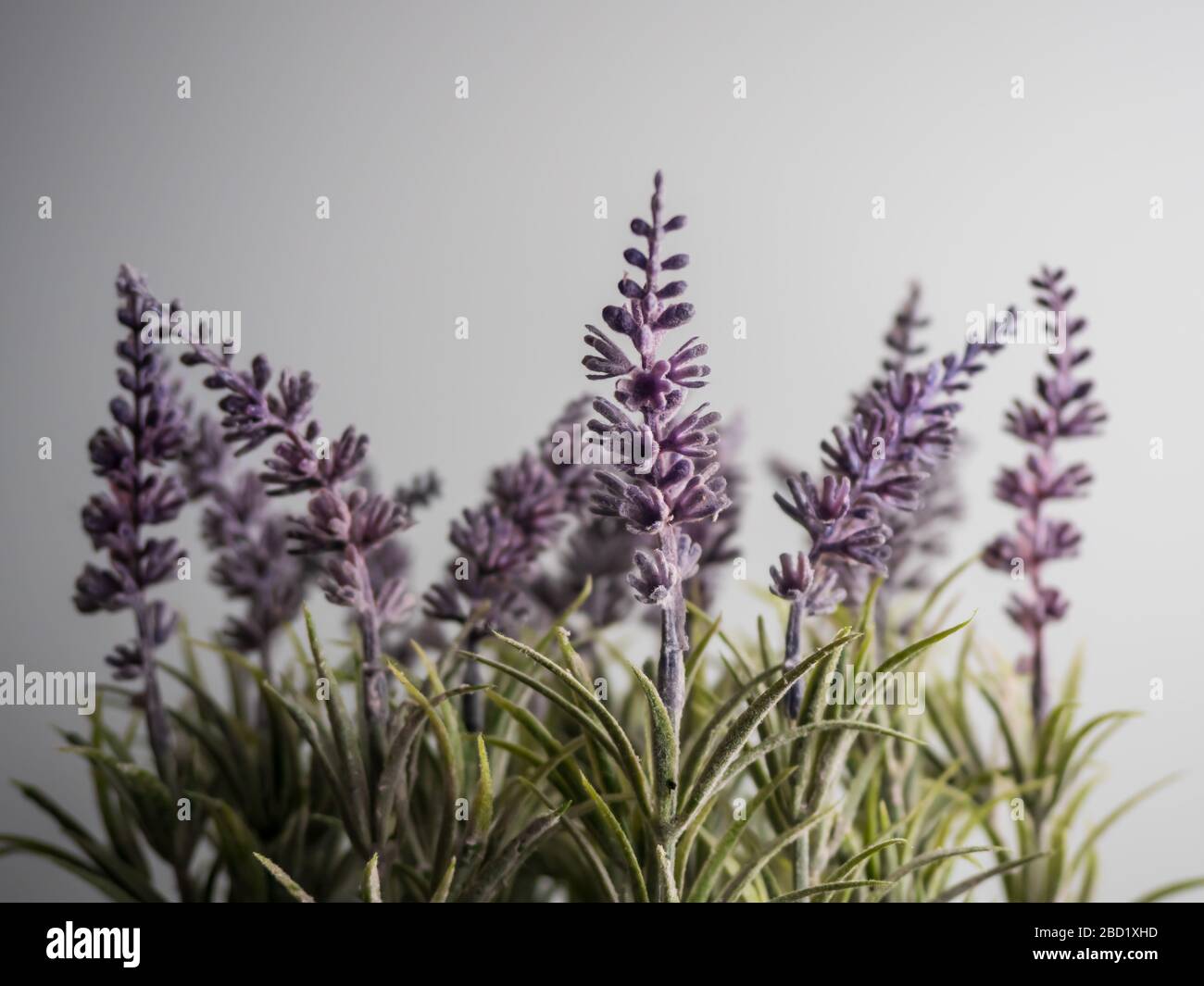 La lavanda viola pianta da vicino in macro fotografia girato contro uno sfondo bianco. Semplice ed elegante. Foto Stock