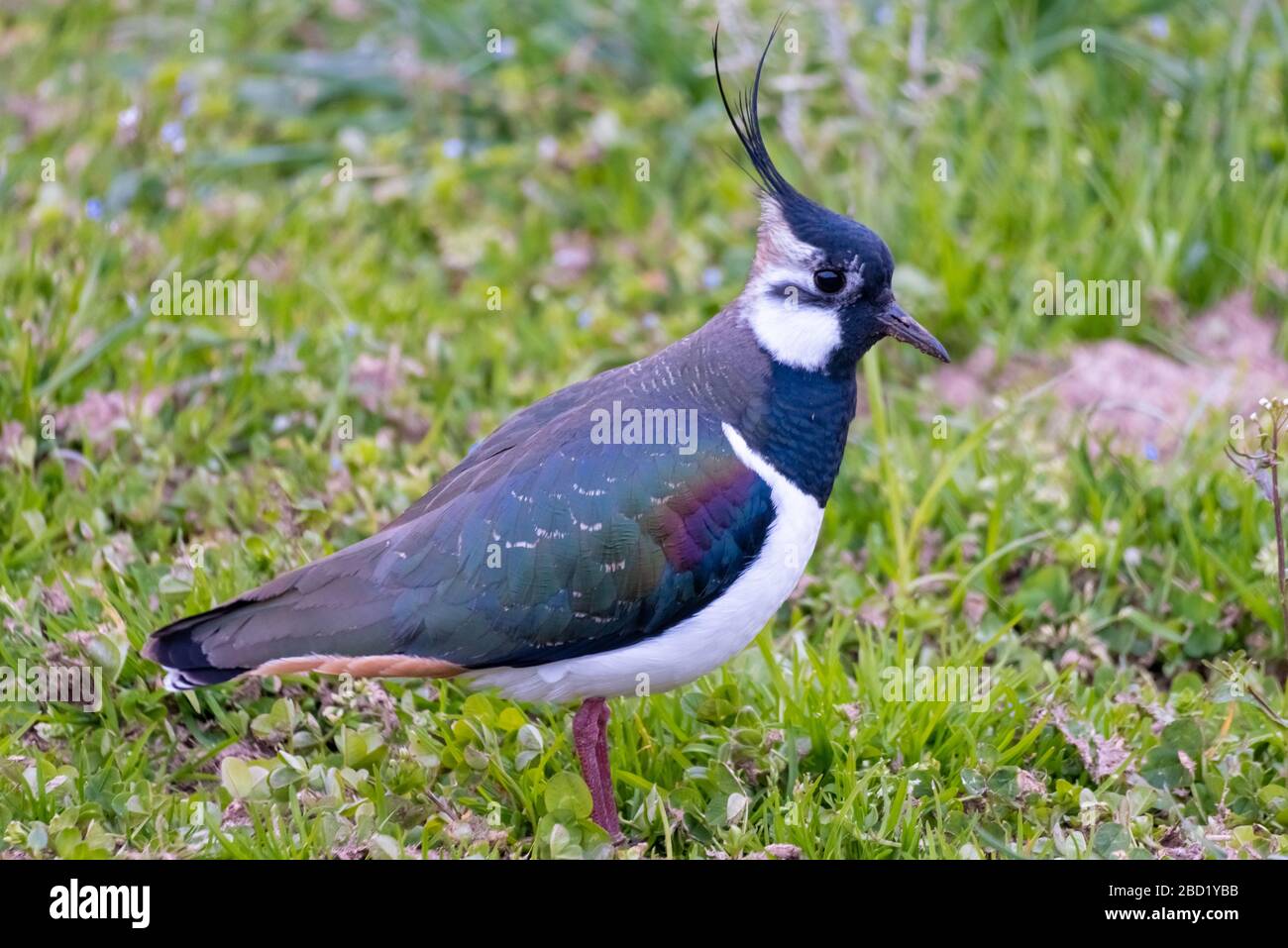 Closeup di un lappamento settentrionale (Vanellus vanellus) un plover increspato sempre più raro a Pfaffikon, Schwyz, Svizzera Foto Stock