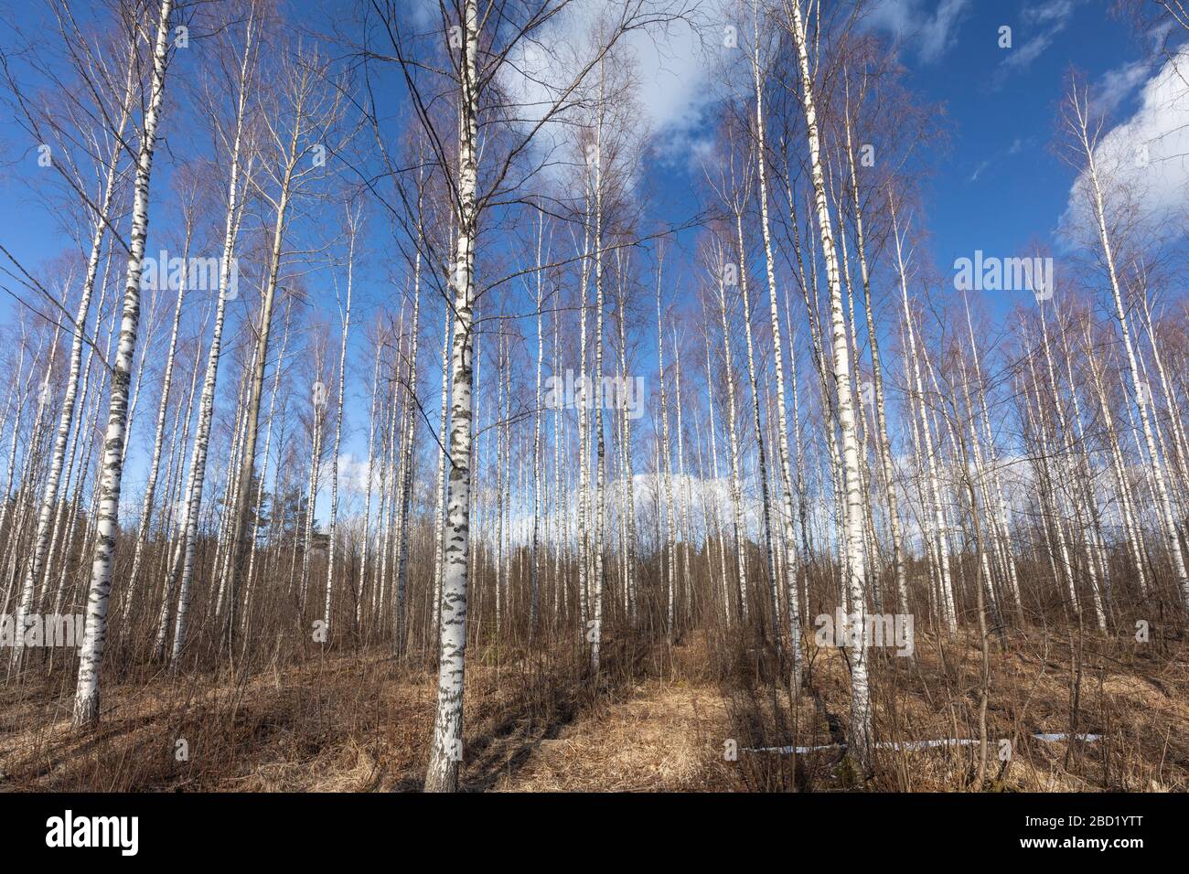 Alberi di betulla senza frondoli nella foresta di Spring, Finlandia Foto Stock