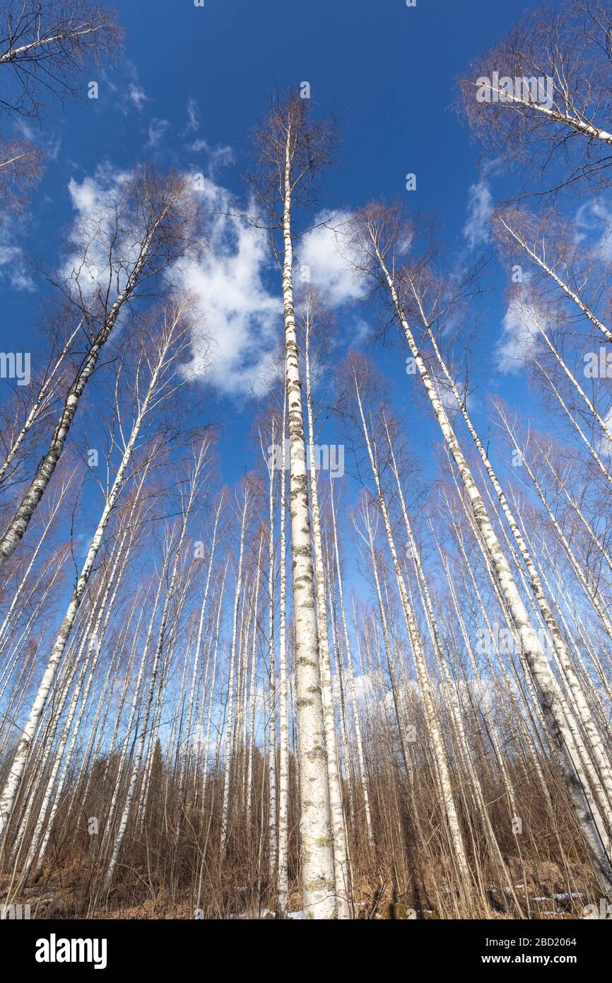 Alberi e tronchi di betulla senza frondoli , Finlandia Foto Stock