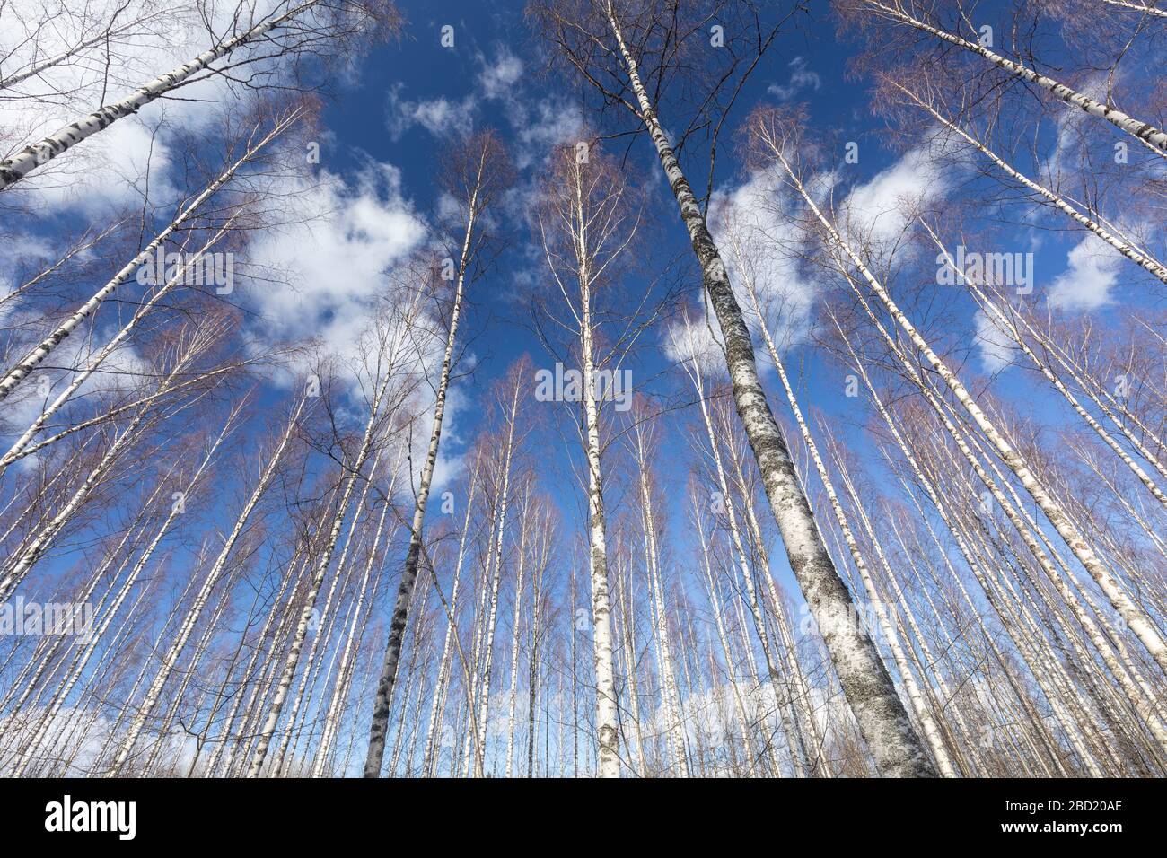 Alberi e tronchi di betulla senza frondoli , Finlandia Foto Stock