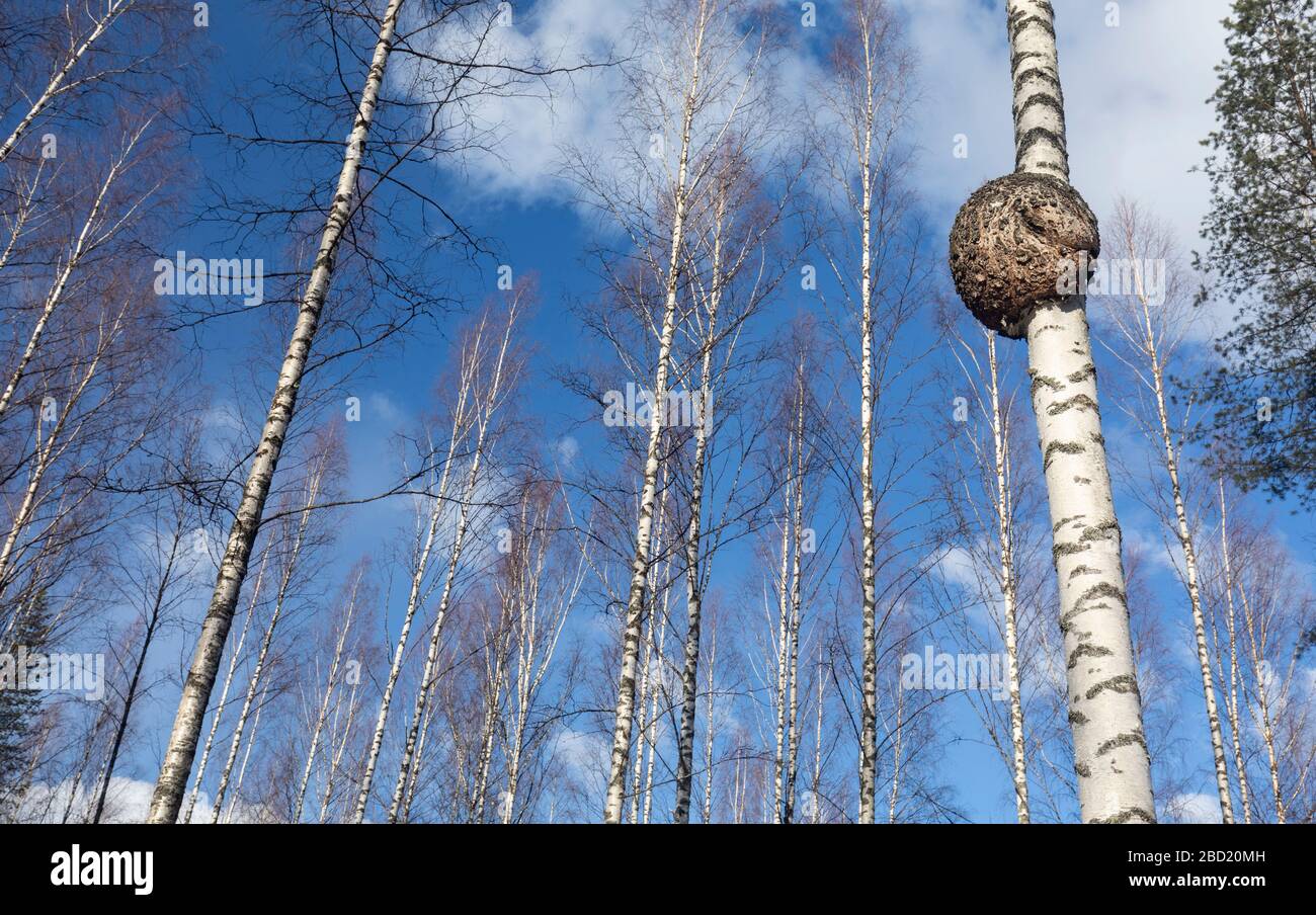 Grande burl rotondo che cresce su tronco di betulla, Finlandia Foto Stock