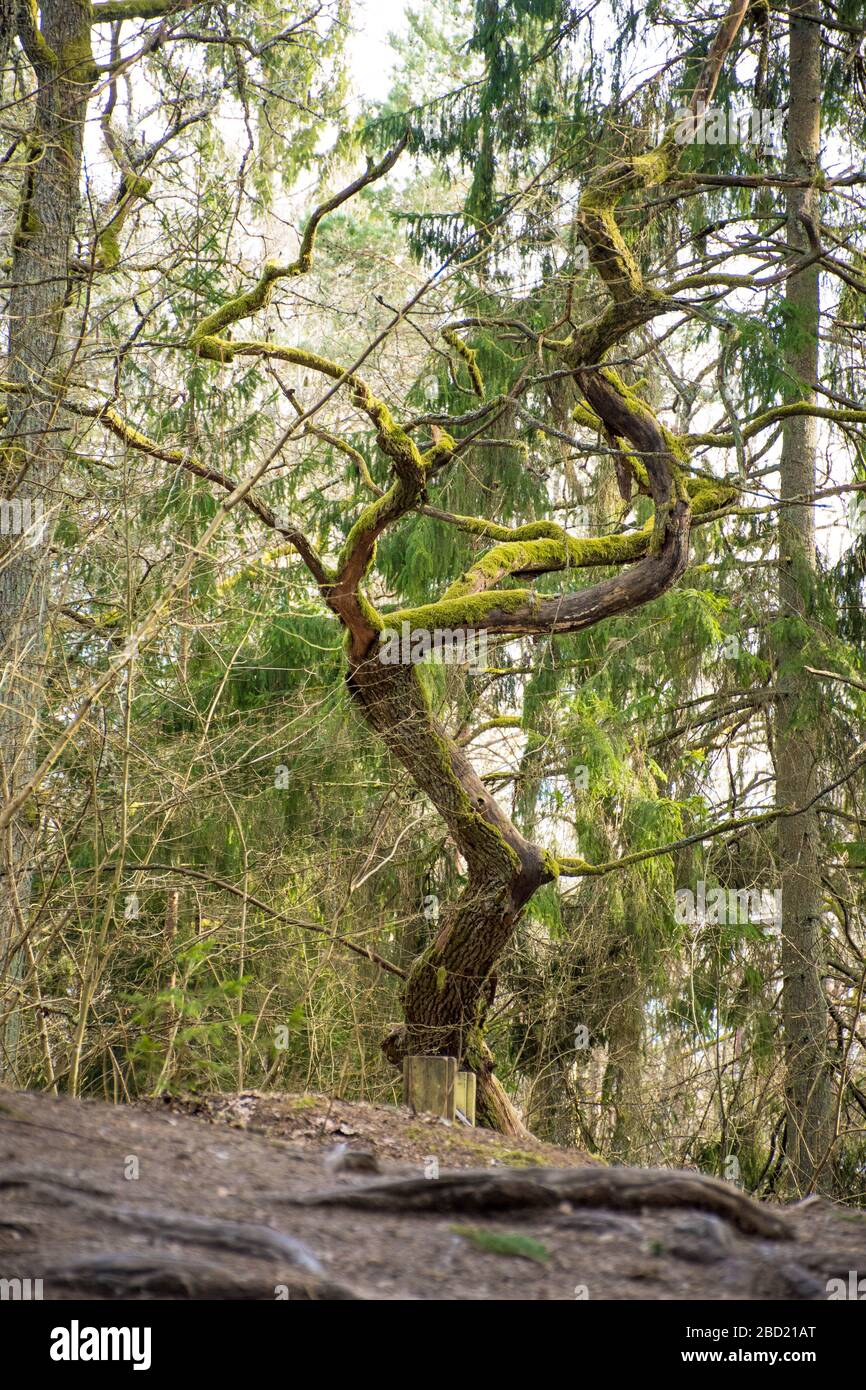 Vecchio pino nella foresta coperto di muschio, verticale Foto Stock