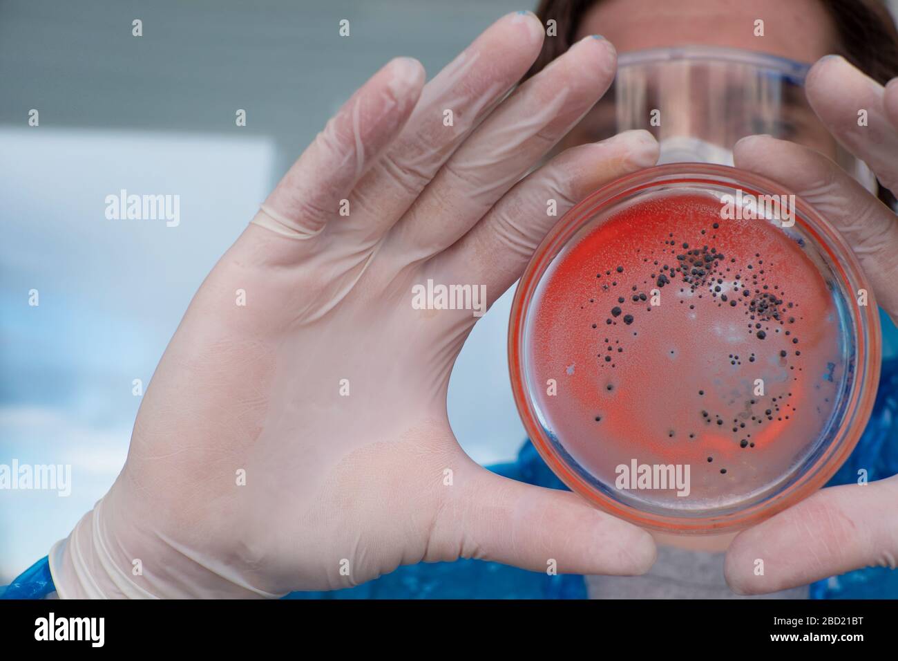 Epidemiologo sviluppa un vaccino e indaga il virus. Patogeni virali e batteriologici. Foto Stock