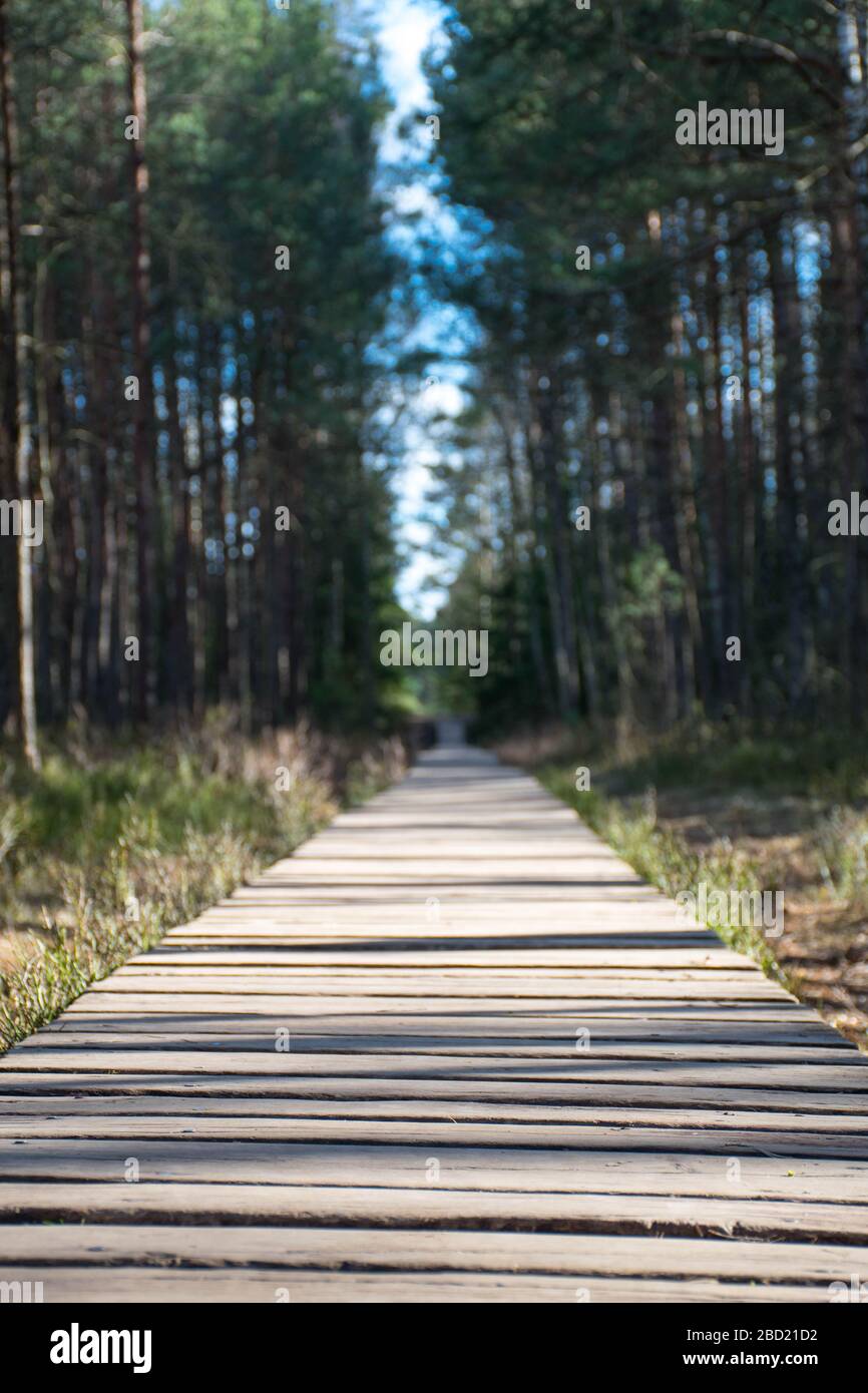 Percorso in legno nel parco nazionale storico Trakai, riserva zoologica botanica, percorso cognitivo, lungo percorso tortuoso sulla palude nella foresta, verticale Foto Stock