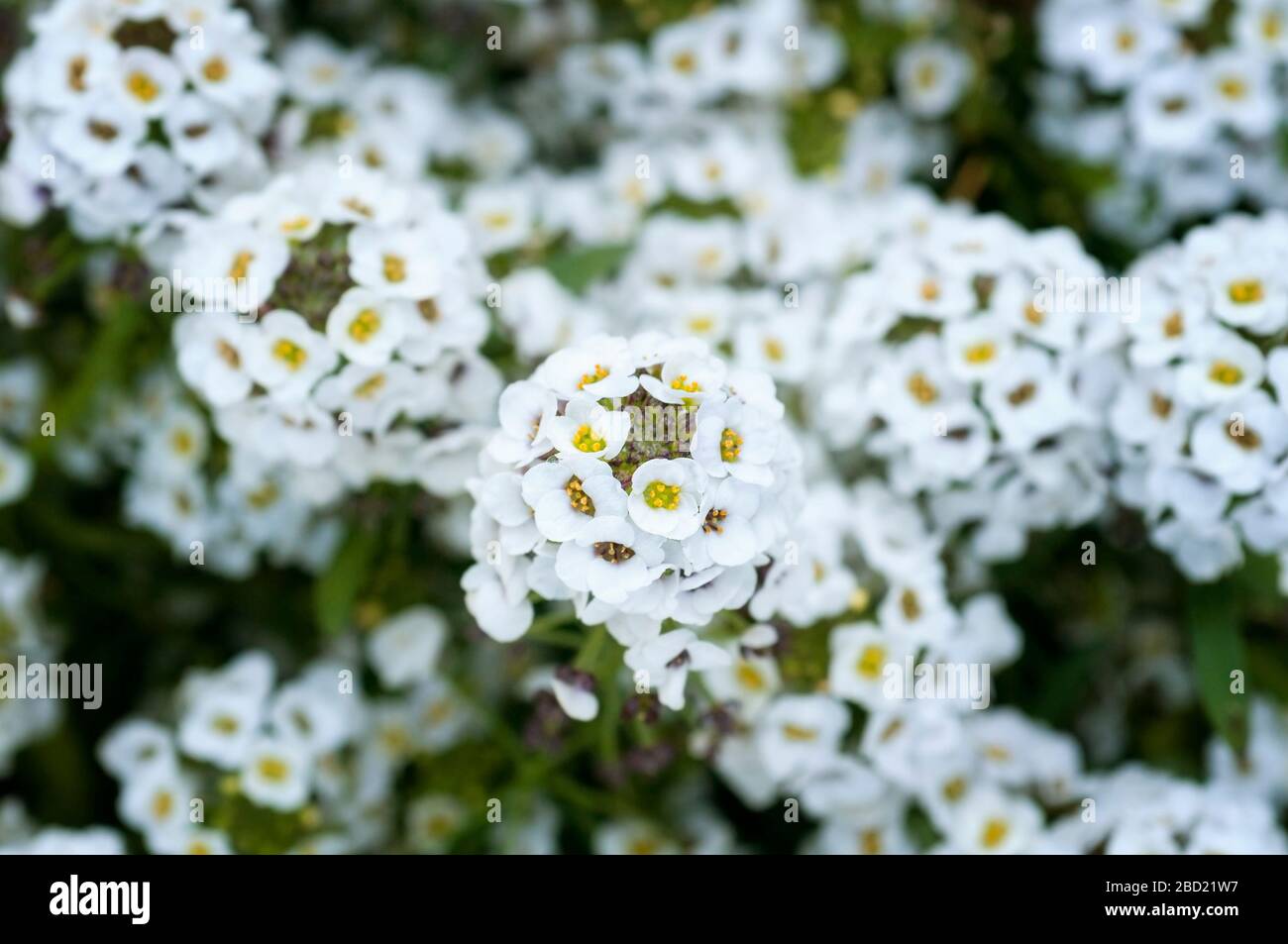 Fiori bianchi di alyssum dolce, Lobularia maritima. Foto Stock
