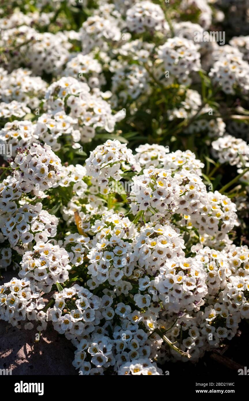 Fiori bianchi di alyssum dolce, Lobularia maritima. Foto Stock