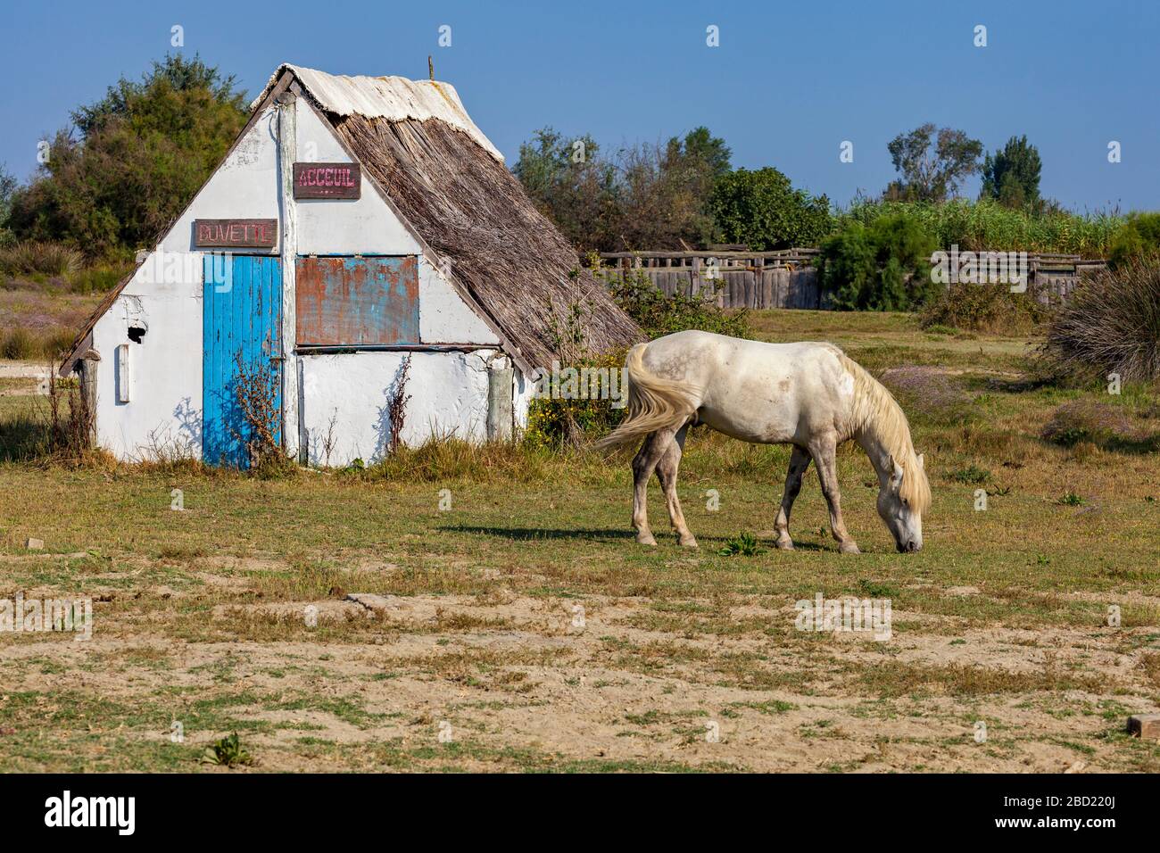 Cavallo Camargue, Provenza Foto Stock