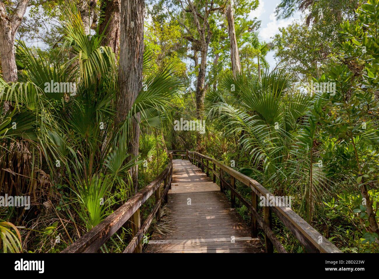 Passeggiata sul lungomare, Everglades, Florida Foto Stock