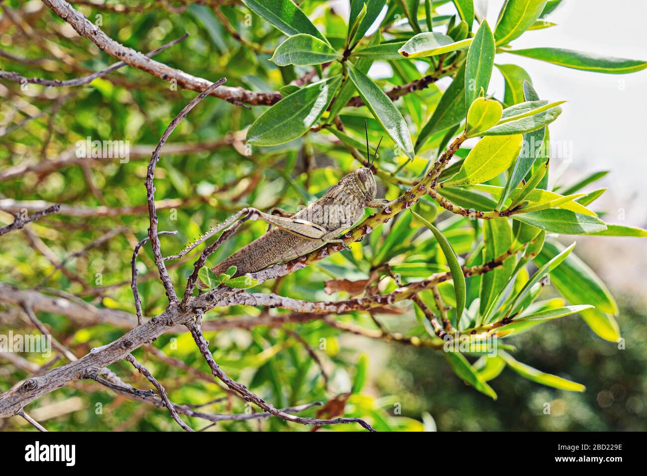 Grande locusta verde su un primo piano della diramazione. Concetto di fauna selvatica Foto Stock