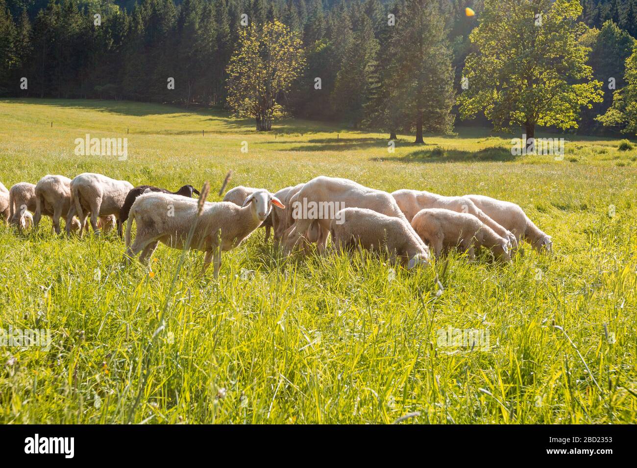 Pecore al pascolo in un prato verde nella natura all'aperto in una giornata di sole Foto Stock