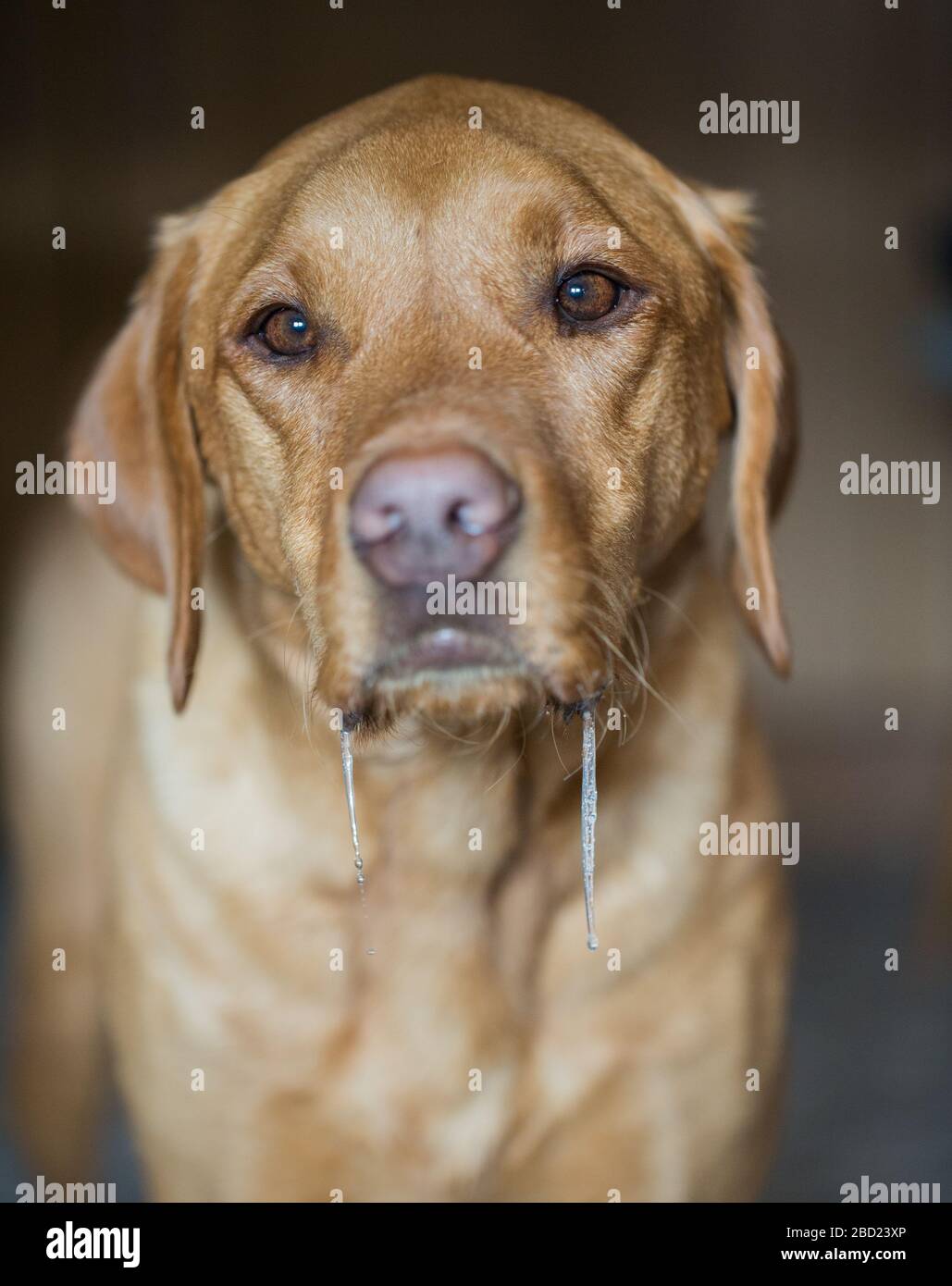 Un ritratto del cane del labrador dell'animale domestico con drool e saliva che dribbling dalla relativa bocca e drooling mentre attende il cibo Foto Stock