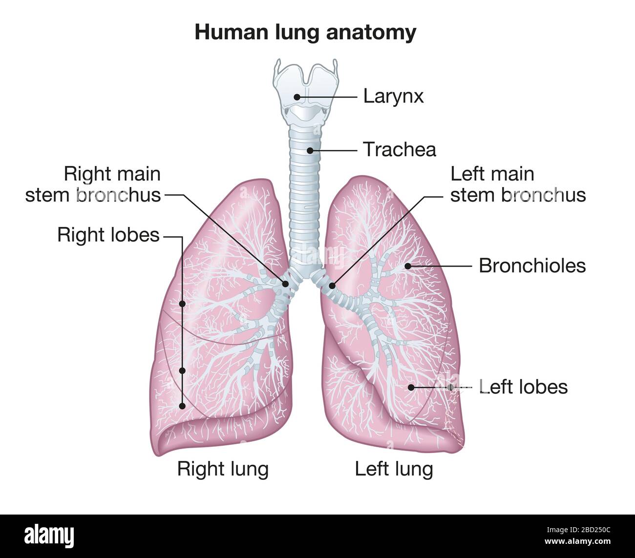 Illustrazione che mostra l'anatomia dei polmoni umani con trachea, lobi sinistro e destro, br Foto Stock