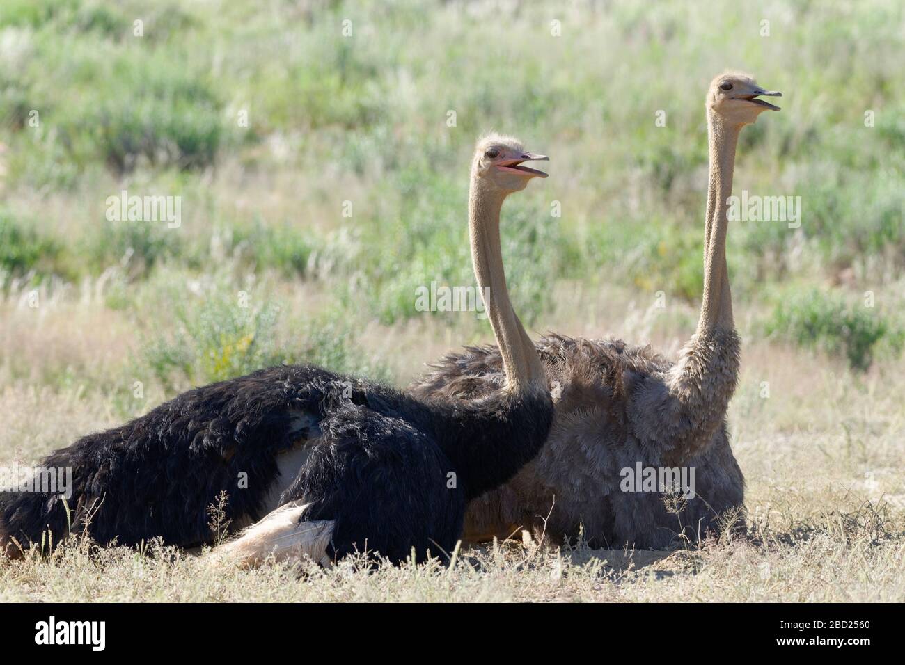 Struzzi comuni (Struthio camelus), adulti, maschi e femmine, riposati su terreno sabbioso, Kgalagadi Transfrontier Park, Capo Nord, Sud Africa Foto Stock