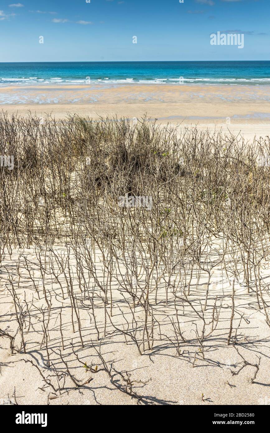 Vegetazione che cresce sul sistema di dune di sabbia che domina una spiaggia completamente deserta Fistral a Newquay in Cornovaglia. Foto Stock