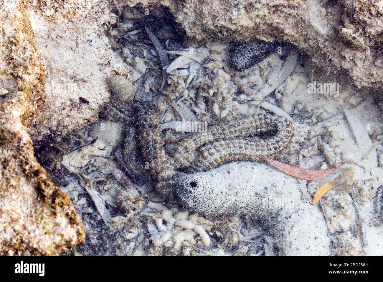 Un verme disgustoso nel mare, la Nuova Caledonia Foto Stock