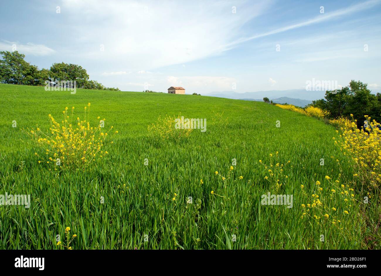 Italia, Basilicata, campi di grano e casa di campagna Foto Stock Italia, Basilicata, campi di grano e casa di campagna Foto Stock