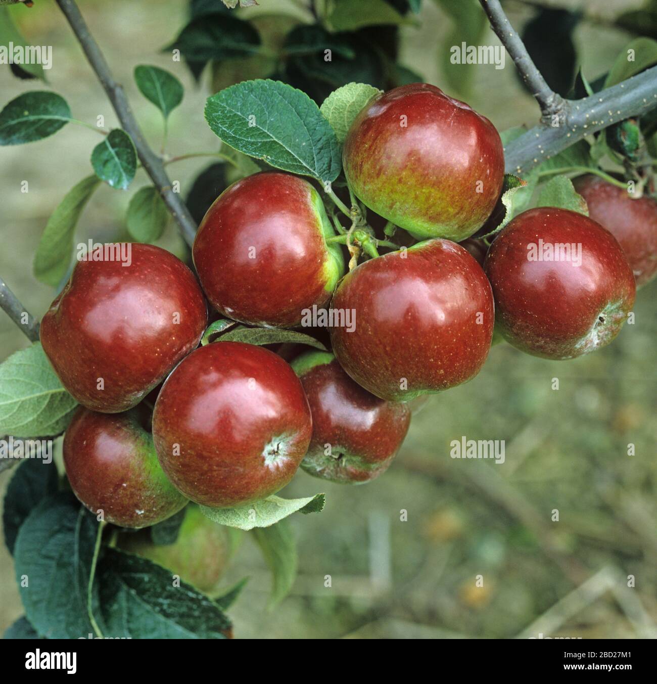 Maturo rosso scuro lucido maqture mele spartane sull'albero in un frutteto commerciale, Oxfordshire, membro del Septmember Foto Stock