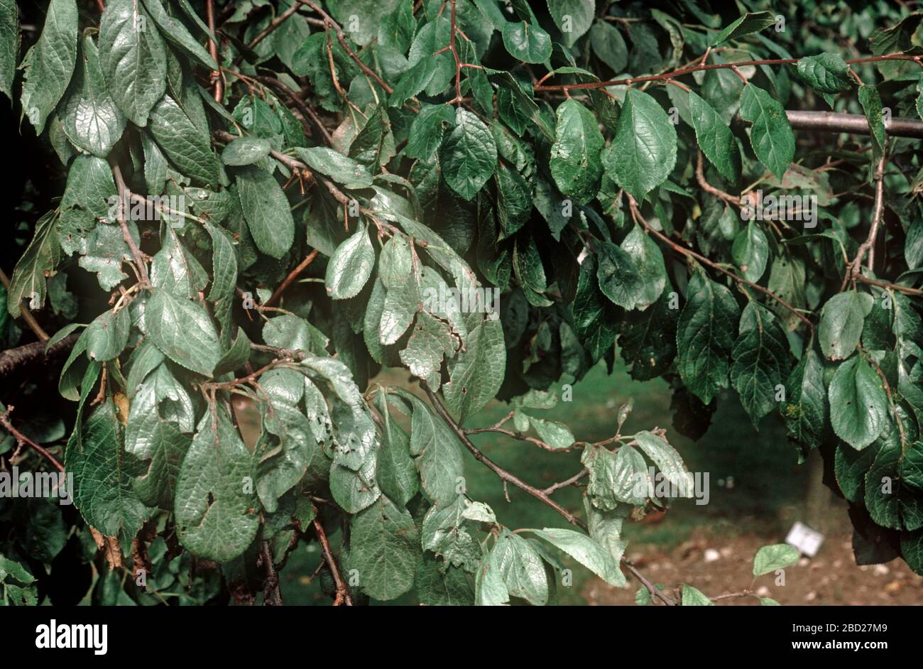Foglia d'argento (Chondrostereum purpurreum) che colpisce fogliame su un grande albero di susina matura in un vecchio frutteto Foto Stock
