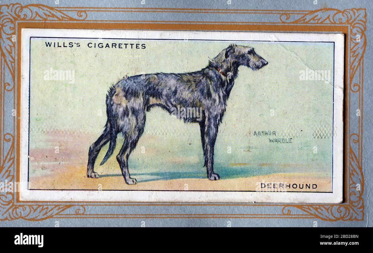 W.D E H.O. Carta di sigarette di Wills, Deerhound Foto Stock