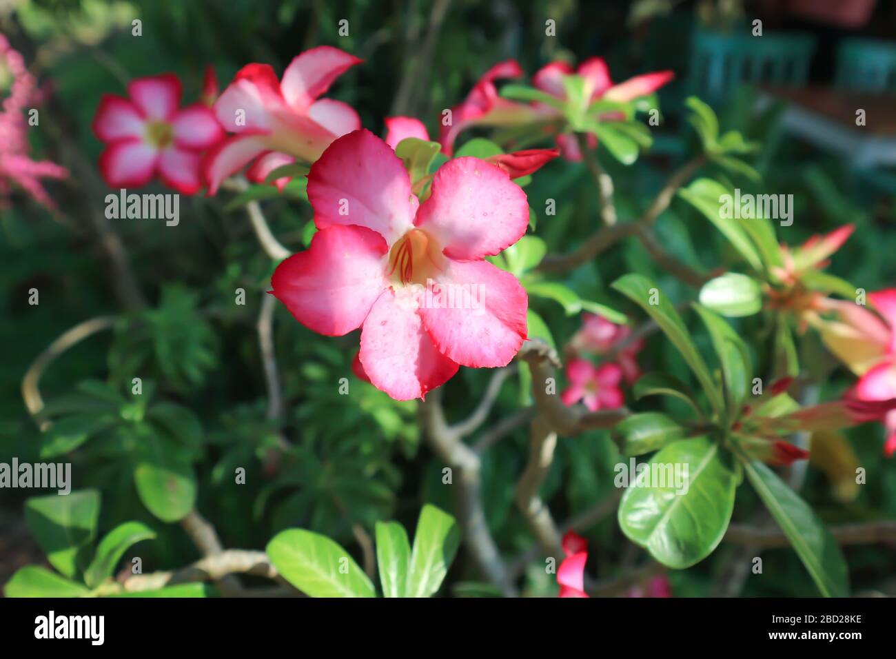 Rosa del deserto, giglio di Impala o bignonia rosa Foto Stock