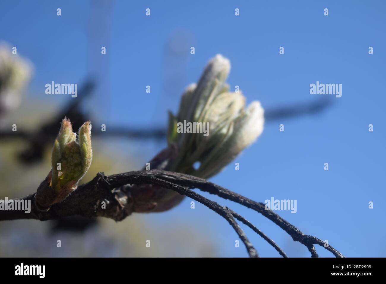 albero di pera comincia a soffiare Foto Stock