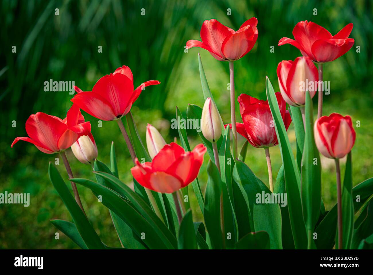 Colpo orizzontale di tulipani rossi con verde. Spazio di copia in alto e in basso. Foto Stock