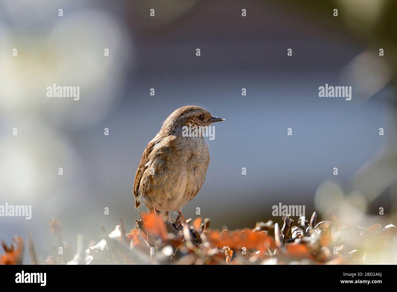 Dunnock / Hedge Sparrow (Prunella modularis) con un becco rotto (mandibola corta) in testa. Kent, Regno Unito. Aprile Foto Stock