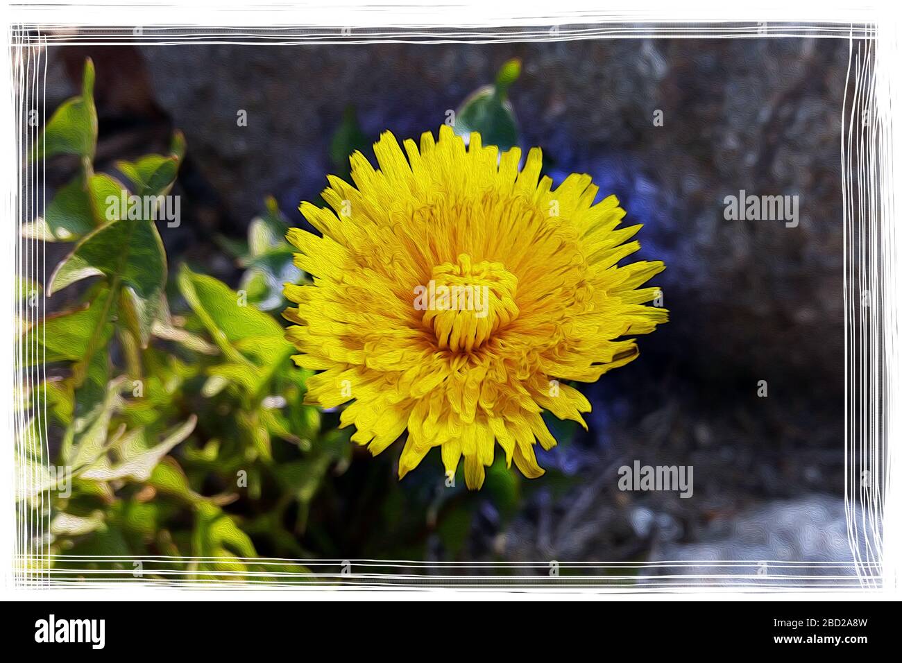 Dente di leone che splende nella luce del sole vicino alle rocce Foto Stock