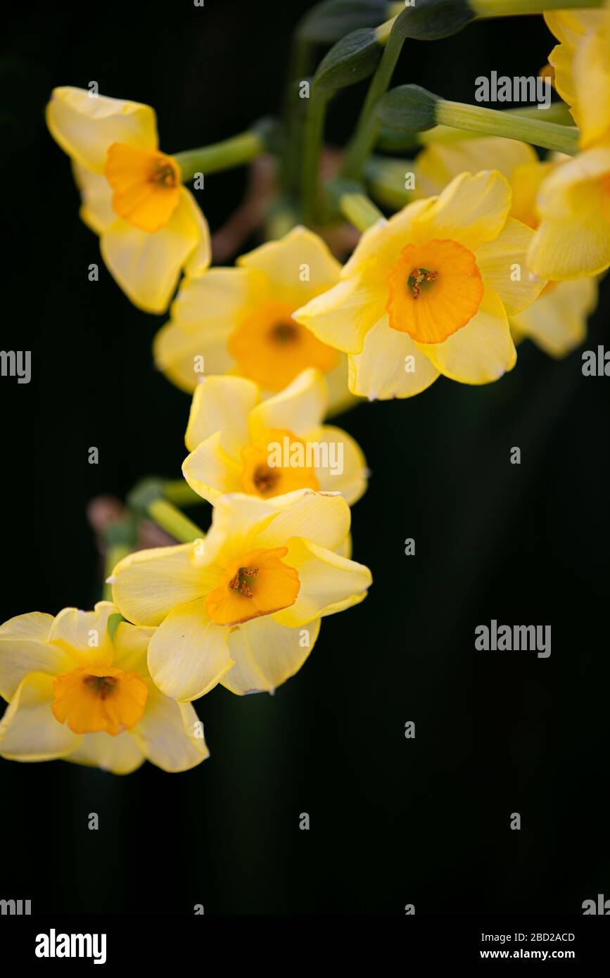 Colpo verticale di un gruppo di gialle in primavera. Foto Stock
