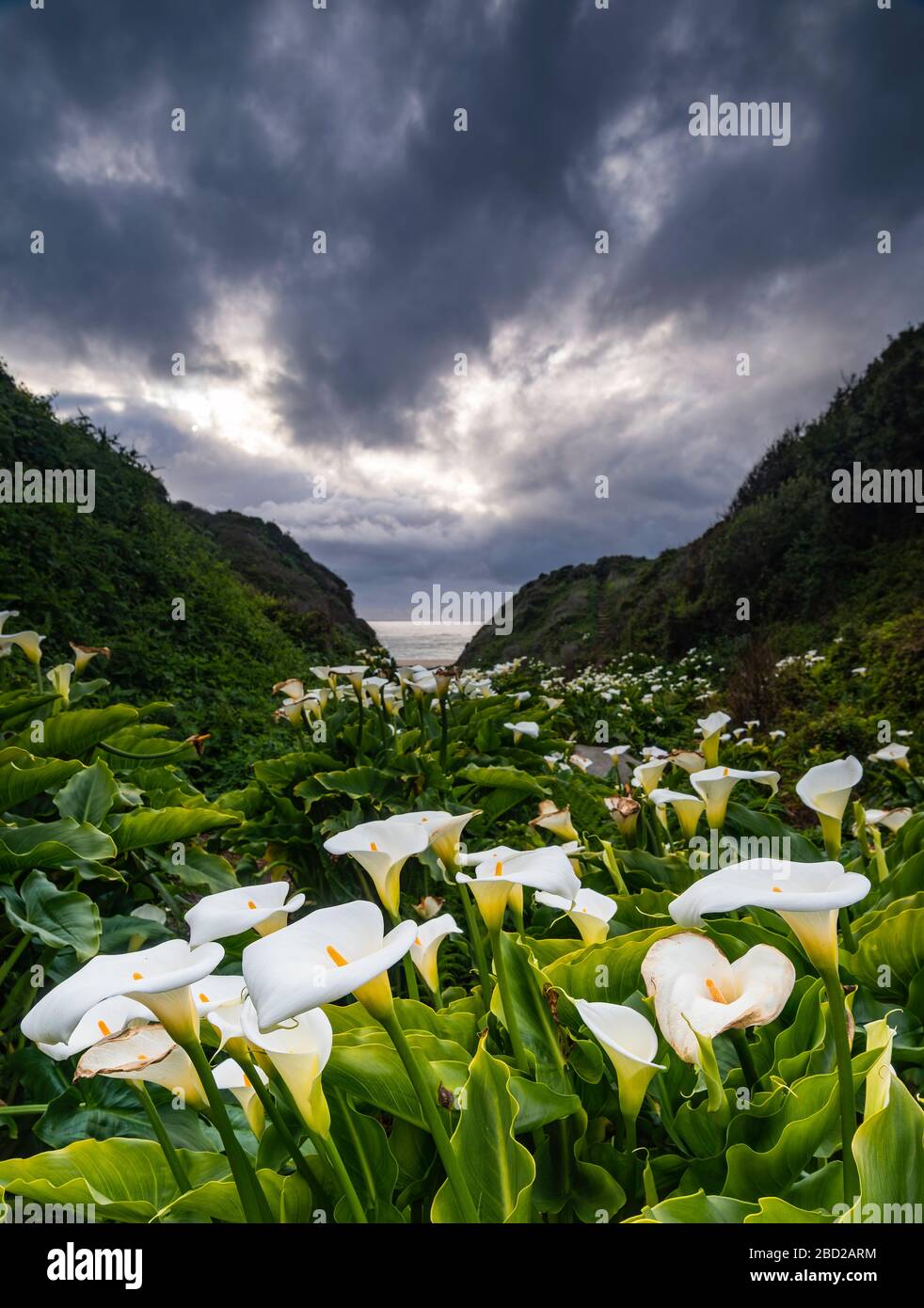 Calla Lilies Along Creek, Garrapata state Park, Big sur, California, Stati Uniti Foto Stock