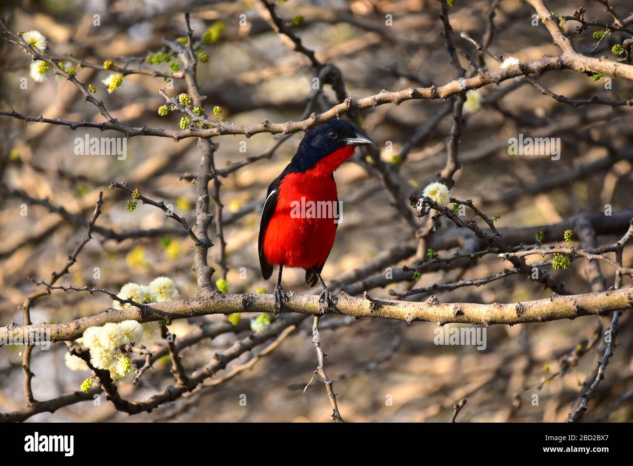 Crimson ha allevato Gonolek (Laniarius atrococcineus) su un ramo di albero. Ghanzi, Botswana Foto Stock